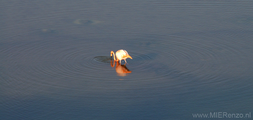 20080514 A (11) Floreana - Cormorant Point - flamingo