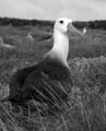 20080513 A (77) Espagnola - Galapagos Albatros
