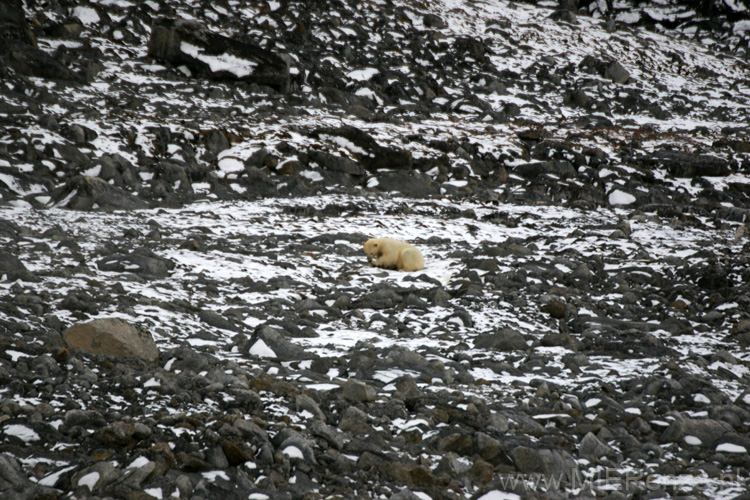 20100902183038 Spitsbergen - Holmiabukta - De eerste ijsbeer!!!-