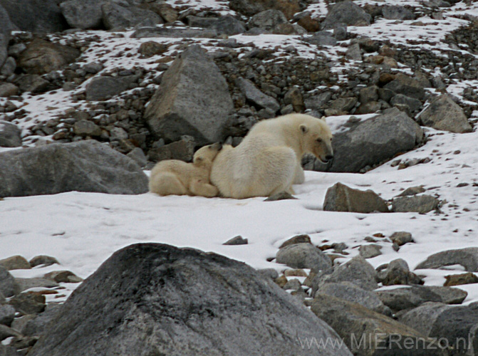 20100902185532 Spitsbergen - Holmiabukta Moeder met jong!