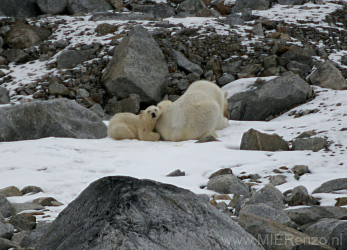 20100902185848 Spitsbergen - Holmiabukta  Moeder met jong!