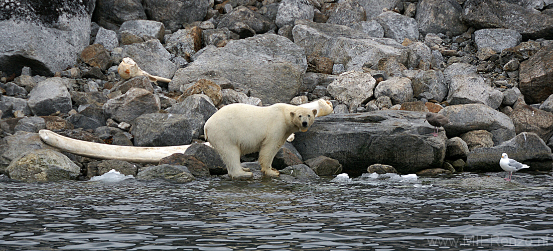 20100902185952 Spitsbergen - Holmiabukta - Helaas een zendertje