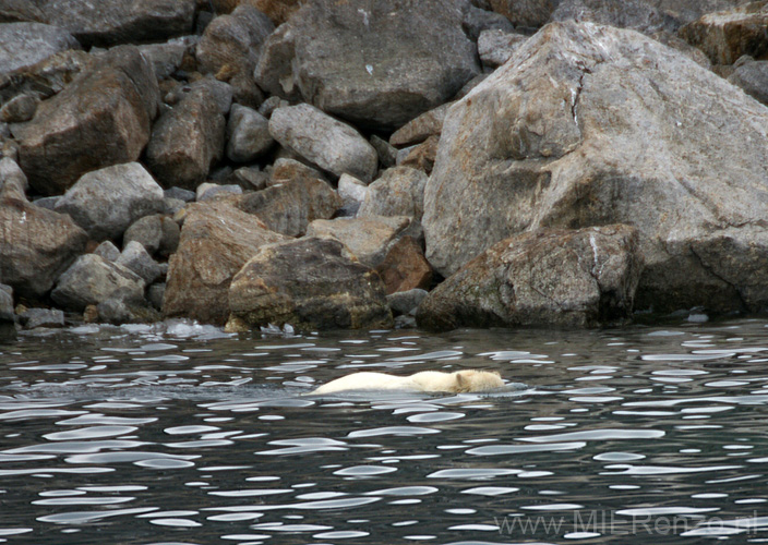 20100902190828 Spitsbergen - Holmiabukta - Even duken naar walvisvlees