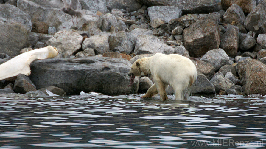 20100902191105 Spitsbergen - Holmiabukta - en opeten