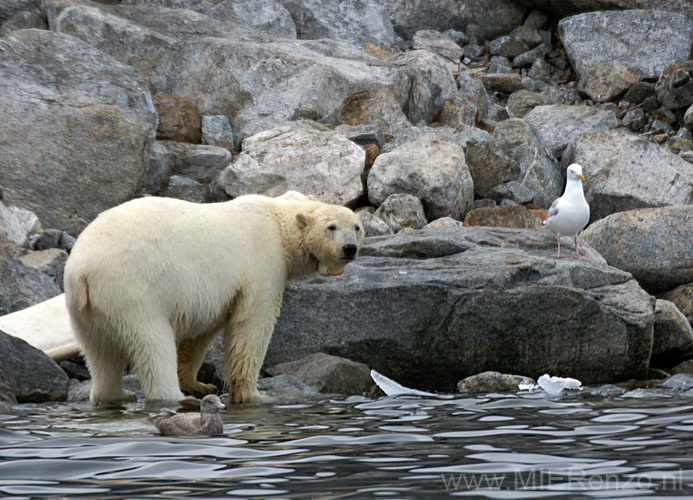 20100902191301 Spitsbergen - Holmiabukta - Kicken