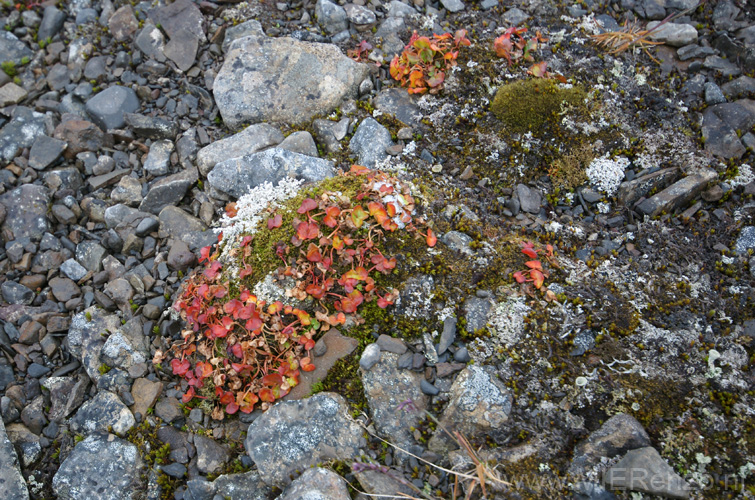 20100904102834 Spitsbergen - Mushamna