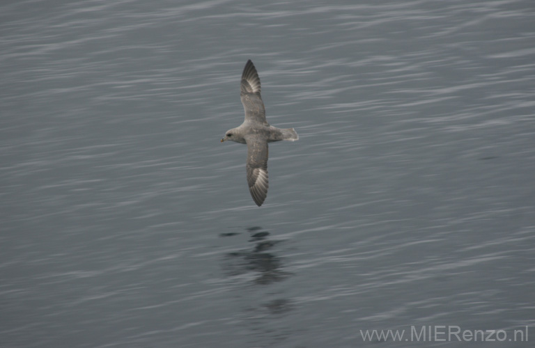 20100904120101 Spitsbergen - Woodfjorden - Kittiwake