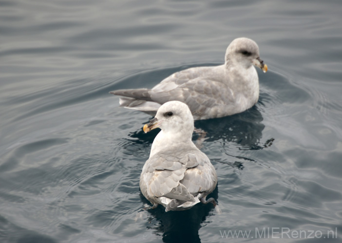 20100904130416 Spitsbergen - Woodfjorden - Kittiwakes