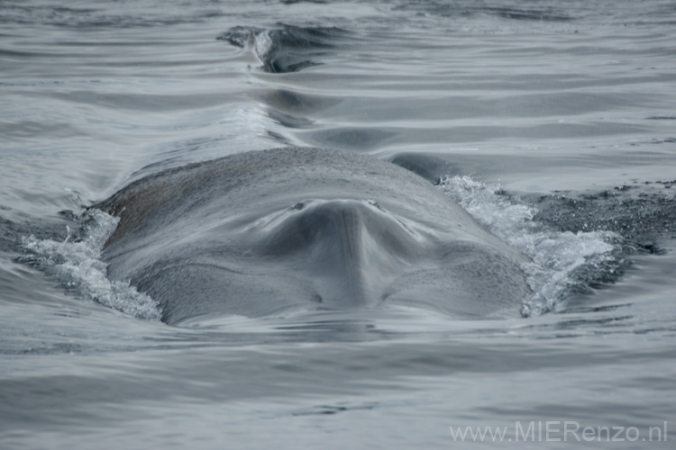 20100904142130 Spitsbergen - Woodfjorden - Blauwe vinvis heel dicht bij de boot!