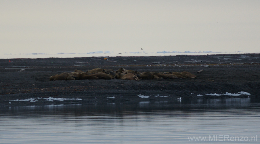 20100904203026 Spitsbergen - Moffen - Walrussen