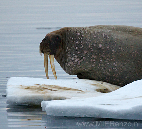 20100904213201 Spitsbergen - Moffen - Walrus