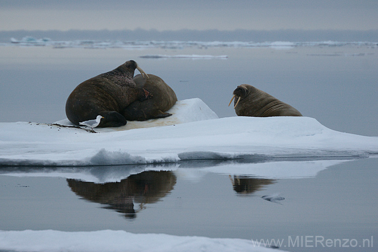 20100904215524 Spitsbergen - Moffen - Walrussen