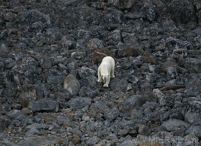 20100905205241 Spitsbergen - Holmiabukta - En weer een beer!!