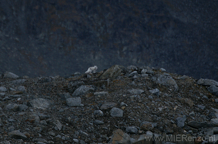 20100905211555 Spitsbergen - Holmiabukta - Poolvos