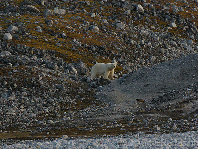 20100906183833 Spitsbergen - Magdalenafjord