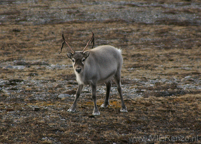 20100907144738 Spitsbergen - Blomstranden - rendier