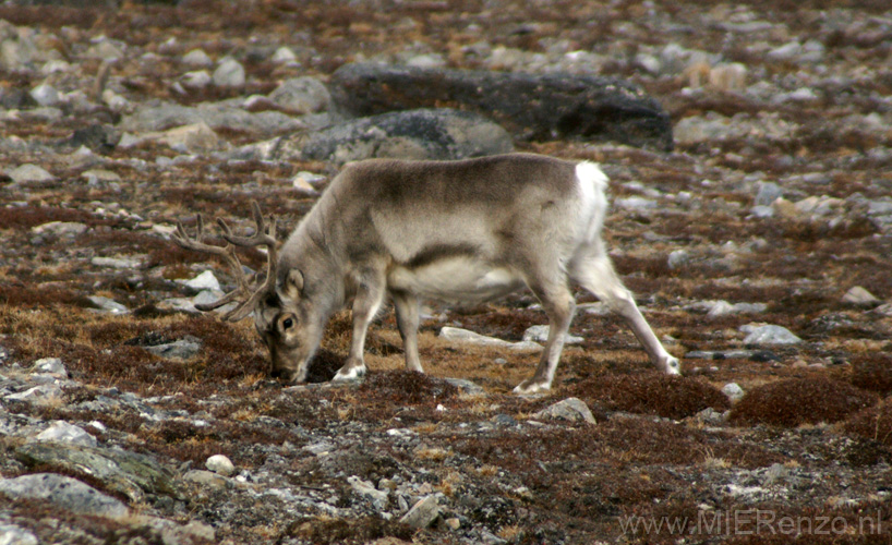 20100907145004 Spitsbergen - Blomstranden - rendier