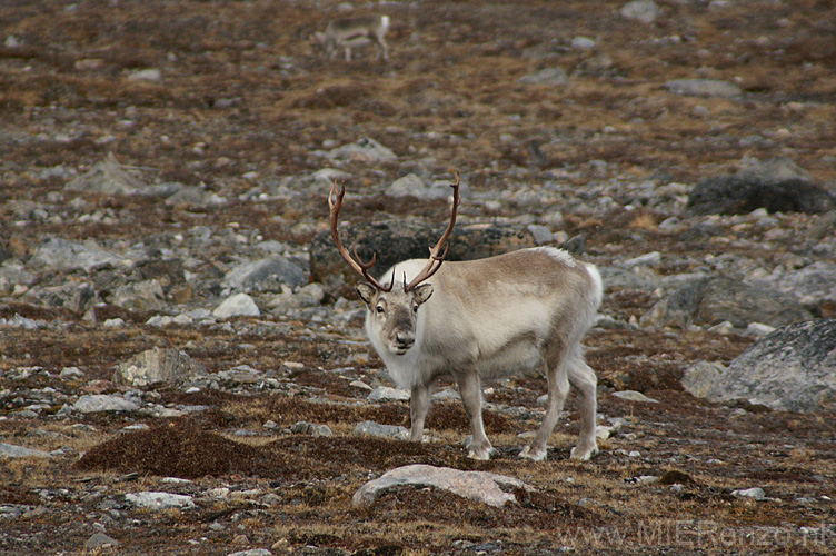 20100907145031 Spitsbergen - Blomstranden - rendier