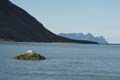 20100831125923 Spitsbergen - Engelsk bukta
