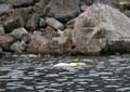 20100902190828 Spitsbergen - Holmiabukta - Even duken naar walvisvlees