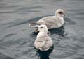 20100904130416 Spitsbergen - Woodfjorden - Kittiwakes