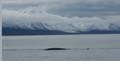 20100904141749 Spitsbergen - Woodfjorden - Blauwe vinvis