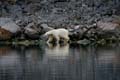 20100905205340 Spitsbergen - Holmiabukta