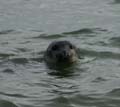 20100908110116 Spitsbergen - Prince Charles Foreland - een nieuwsgierige zeehond