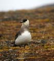 20100909163440 Spitsbergen - Tryghamna - Artic Skua