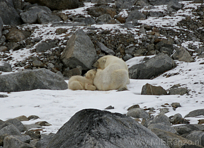 20100902185557 Spitsbergen - Holmiabukta  Moeder met jong