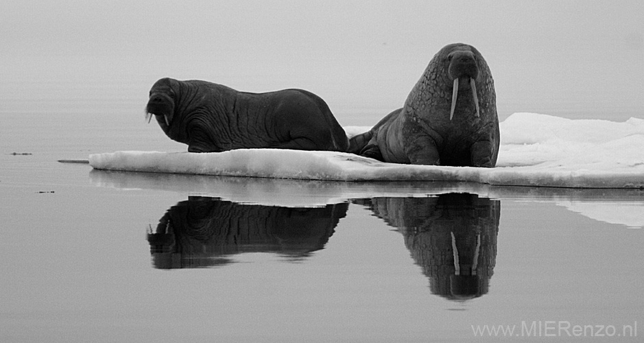 20100904213027 Spitsbergen - Moffen - Walrussen