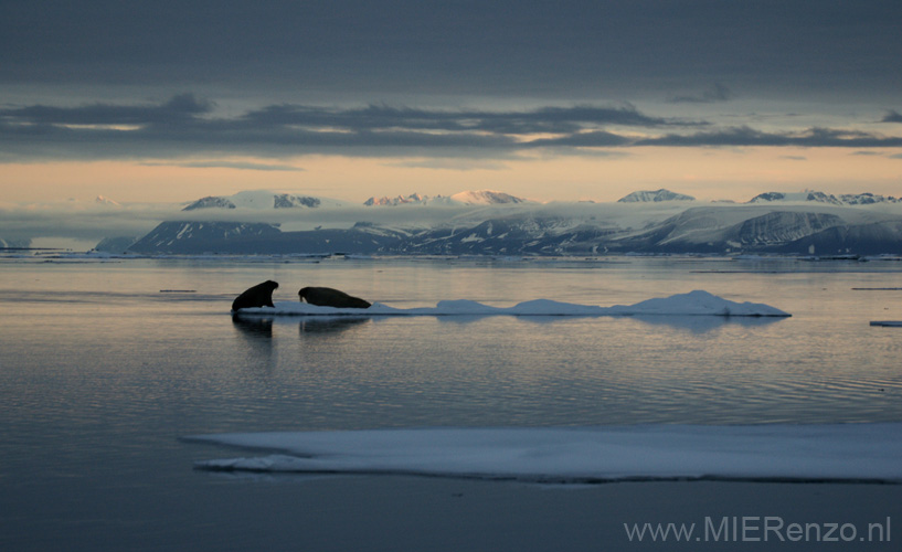 20100904214028 Spitsbergen - Moffen - Walrussen