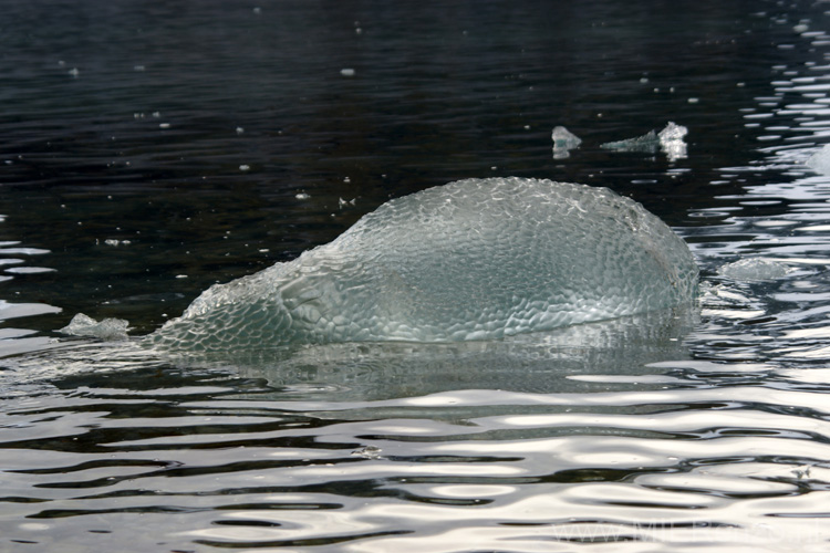 20100906165020 Spitsbergen - Magdalenafjord - Een hippo op Spitsbergen!
