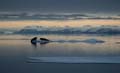20100904214028 Spitsbergen - Moffen - Walrussen