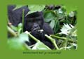 Verjaardagskaart baby gorilla