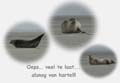 te laat zeehonden